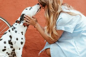 The Importance of Microchipping Your Pet