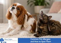 Common Pet Allergies and How to Spot Them