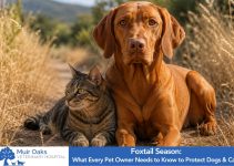 Foxtail Season What Every Pet Owner Needs to Know to Protect Dogs & Cats