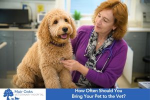 How Often Should You Bring Your Pet to the Vet
