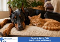 Keeping Senior Pets Comfortable and Healthy