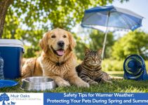 Safety Tips for Warmer Weather: Protecting Your Pets During Spring and Summer