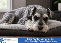 Signs Your Pet May Be in Pain: What Every Pet Owner Should Know