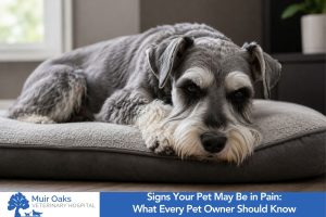 Signs Your Pet May Be in Pain: What Every Pet Owner Should Know