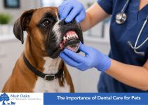The Importance of Dental Care for Pets