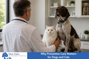 Why Preventive Care Matters for Dogs and Cats